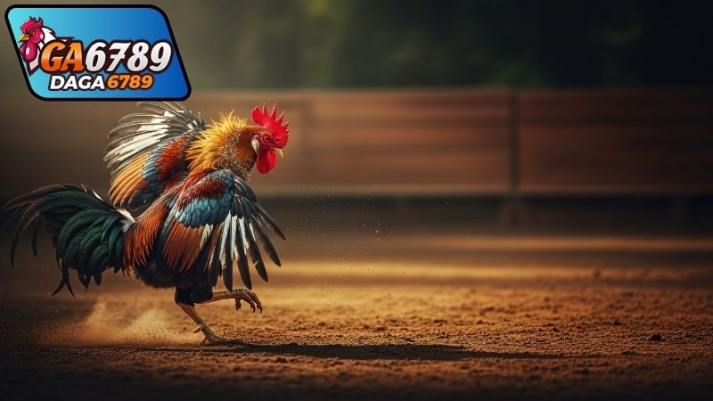 Đặc Điểm Nổi Bật Của Đá Gà Phúc Bình Dương